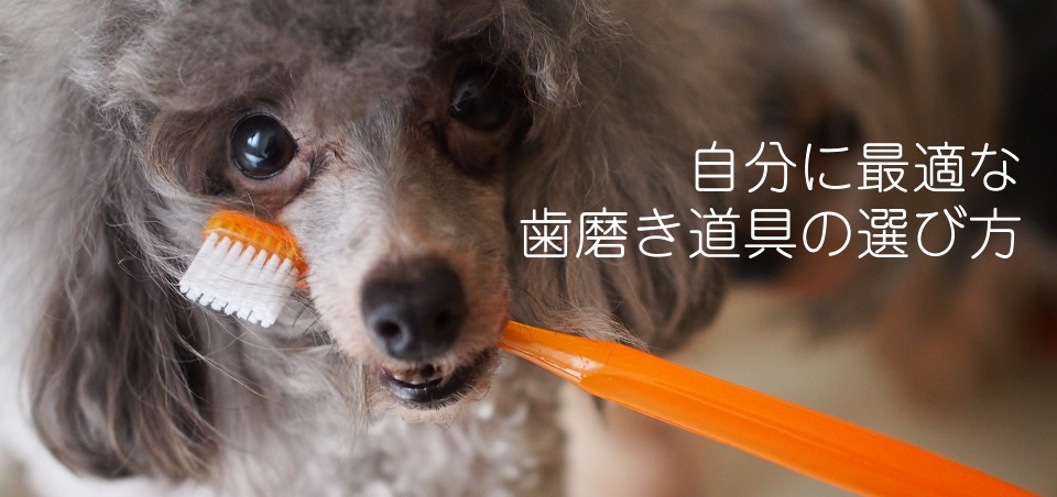 歯磨き道具選びメインイメージ